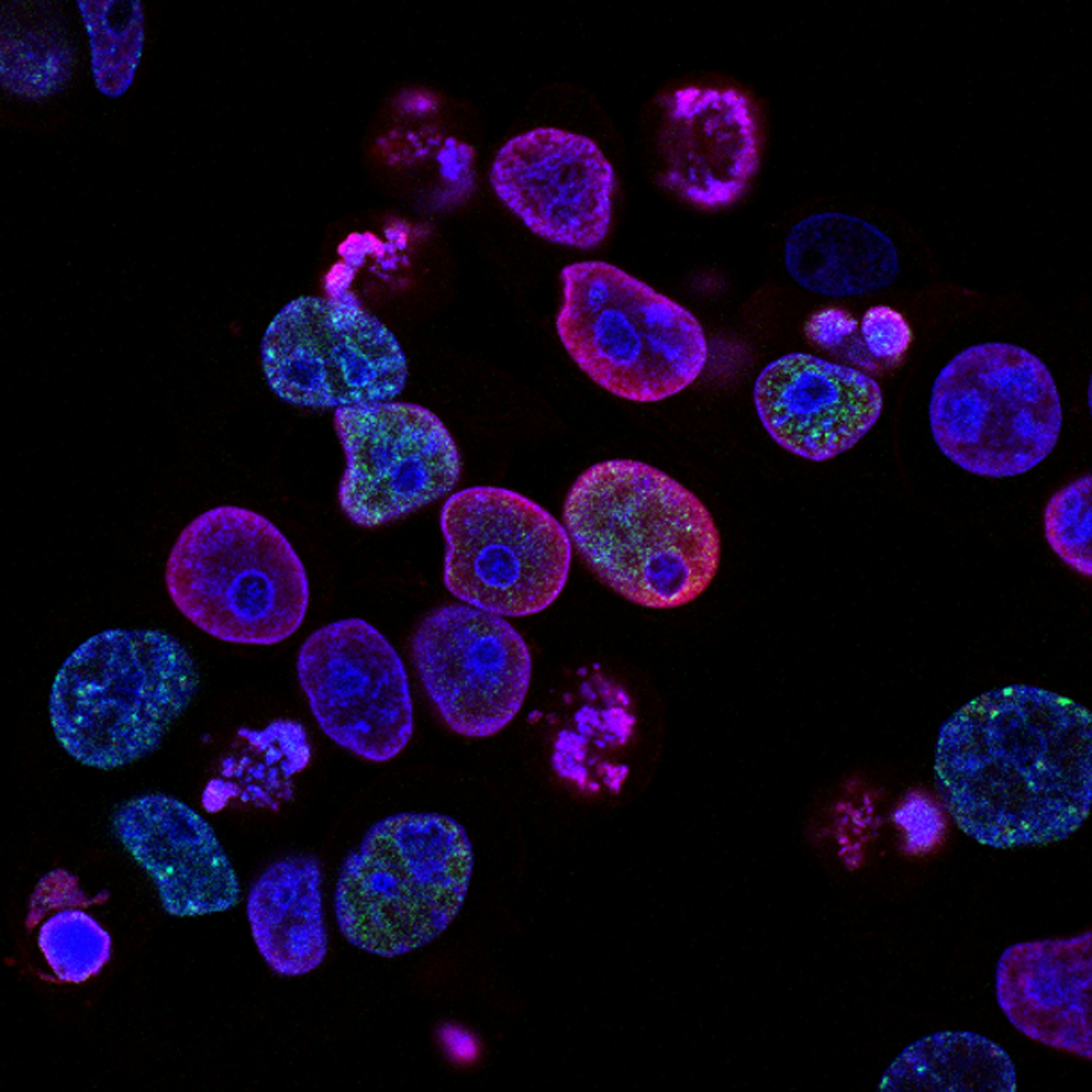 immune cells blue and purple on black background